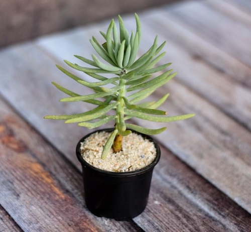 Best Succulents You can Buy 2