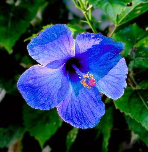 Blue Flowering Plants 