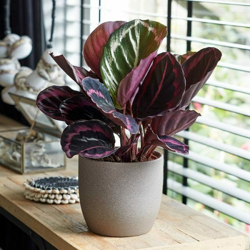  Purple Indoor Plants 4