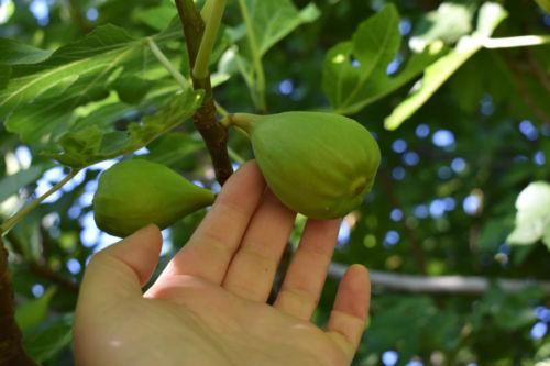Fig Tree Varieties in India 6