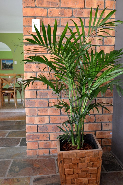 Best Indoor Palm Plants 4