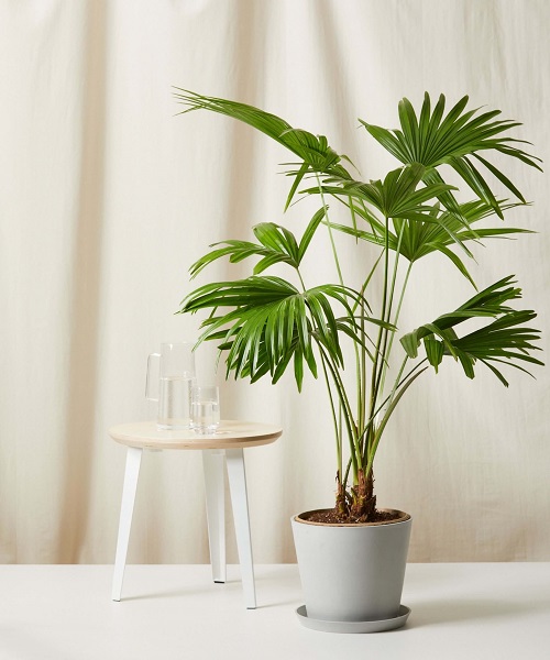 Best Indoor Palm Plants 