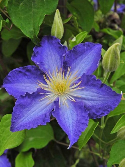 Blue Flowering Plants 5