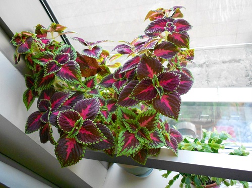  Purple Indoor Plants 6