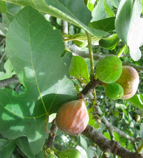 Fig Tree Varieties in India