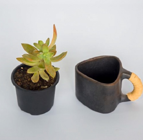 Best Succulents You can Buy 3