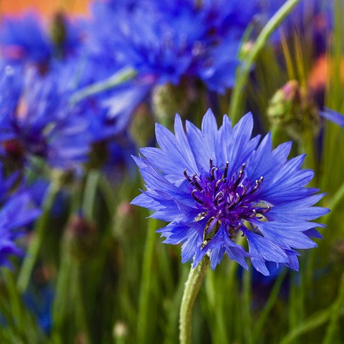 Blue Flowering Plants 2