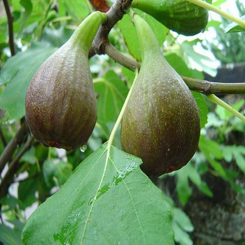 Fig Tree Varieties in India 4