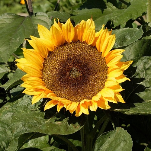 Mini Sunflower Varieties 4