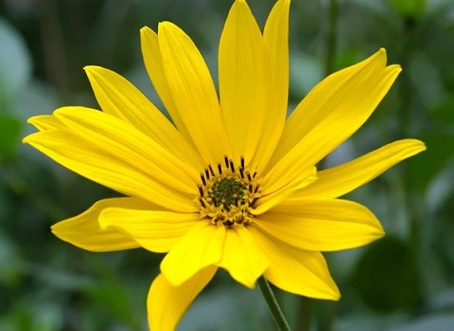 Mini Sunflower Varieties 3
