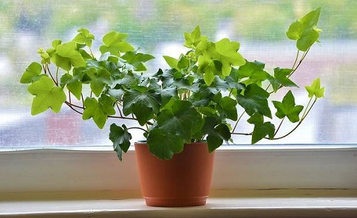 Fast Growing Indoor Plants 4