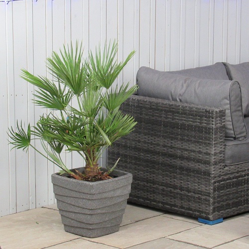 Best Indoor Palm Plants 6