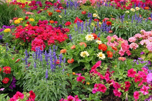 Top Tips for Flower Gardening