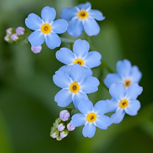 Blue Flowering Plants 4