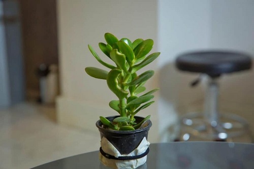 Jade Plant Benefits