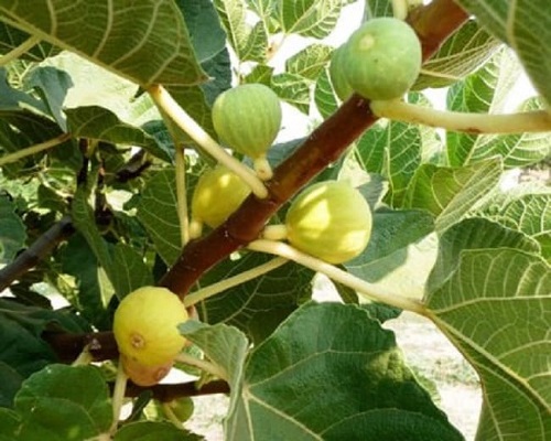 Fig Tree Varieties in India 3