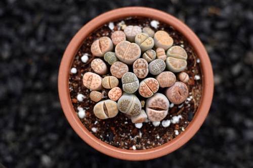 Best Succulents You can Buy 6