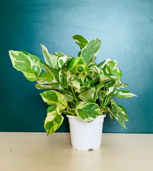 How to Grow Marble Money Plant