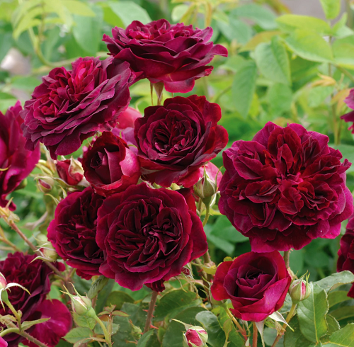 Dark Purple Rose Varieties 3