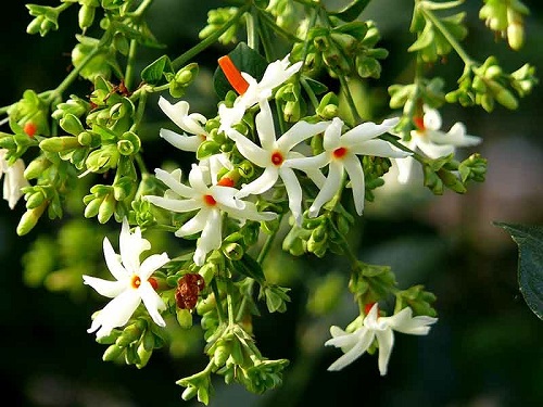 White Flowering Shrubs 5