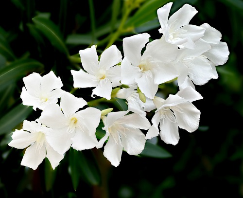 White Flowering Shrubs 3