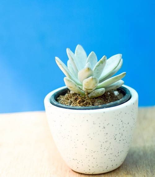 Best Succulents You can Buy 7