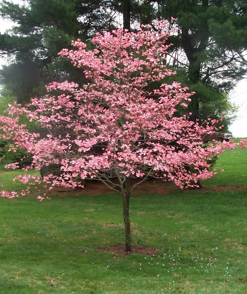 Trees with Pink Flowers