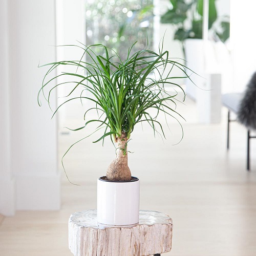 Best Indoor Palm Plants 3