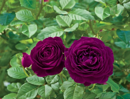 Dark Purple Rose Varieties 2