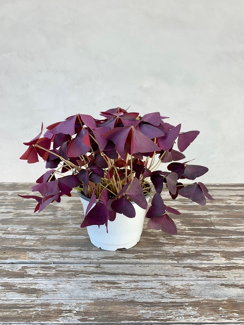  Purple Indoor Plants