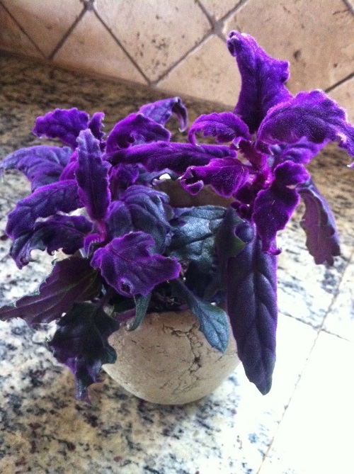  Purple Indoor Plants 5