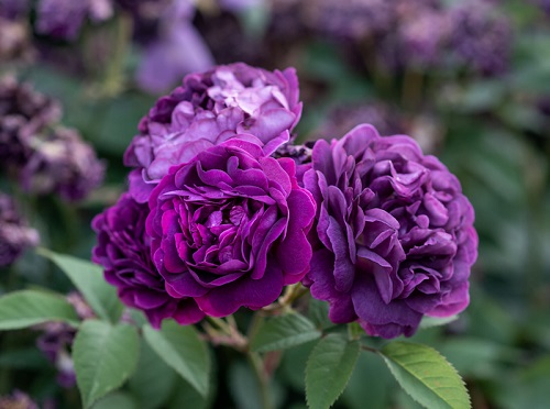 Dark Purple Rose Varieties