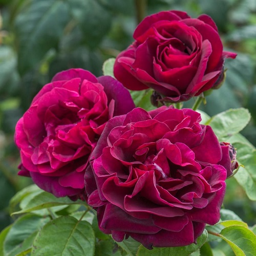 Dark Purple Rose Varieties 5