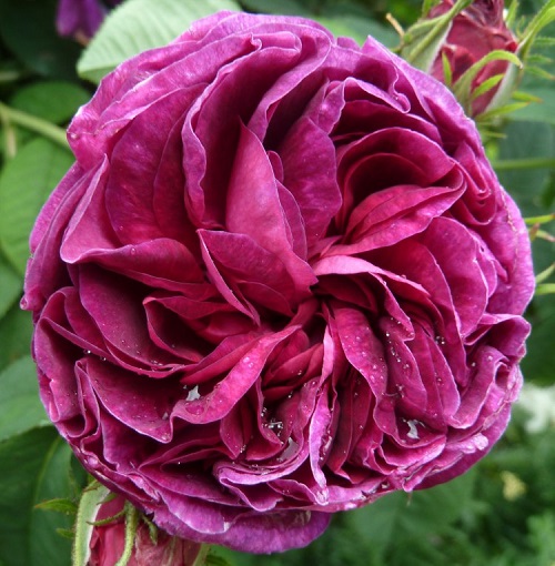 Dark Purple Rose Varieties 4