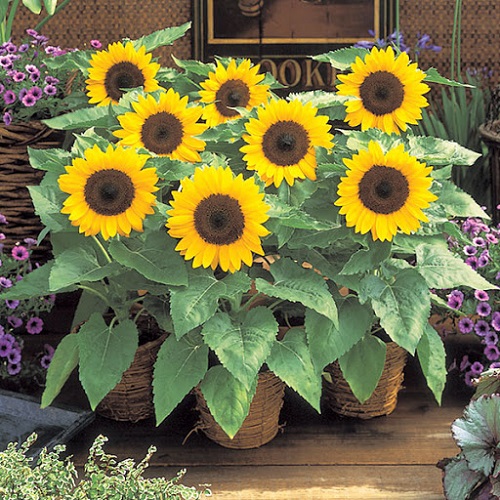 Mini Sunflower Varieties 5