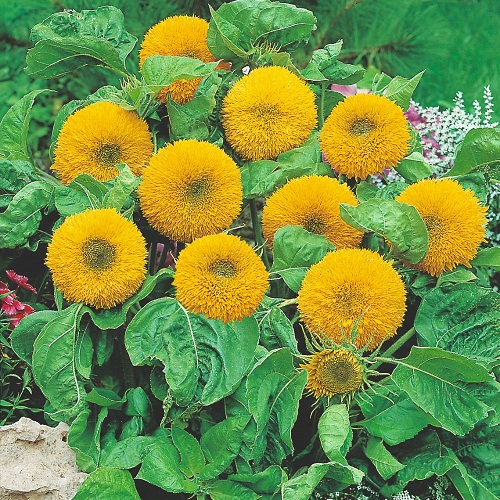 Mini Sunflower Varieties