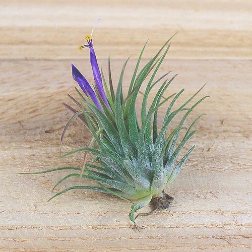 How to Identify and Care for Air Plant Varieties 2