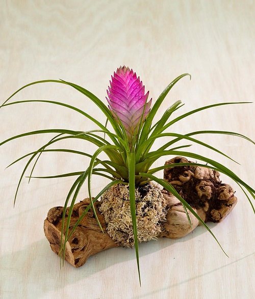 How to Identify and Care for Air Plant Varieties 4