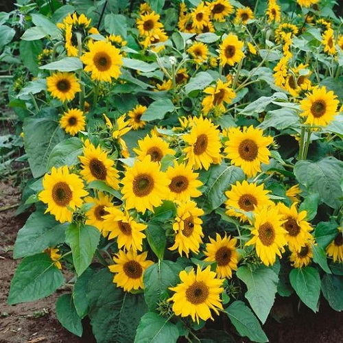 Mini Sunflower Varieties 2