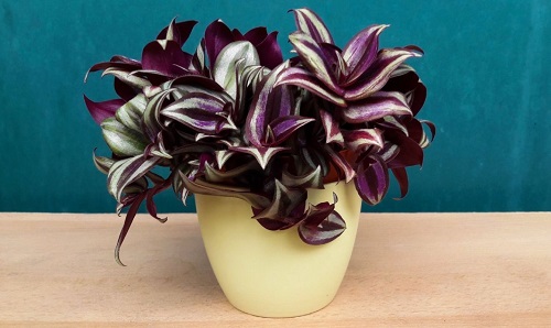  Purple Indoor Plants 2