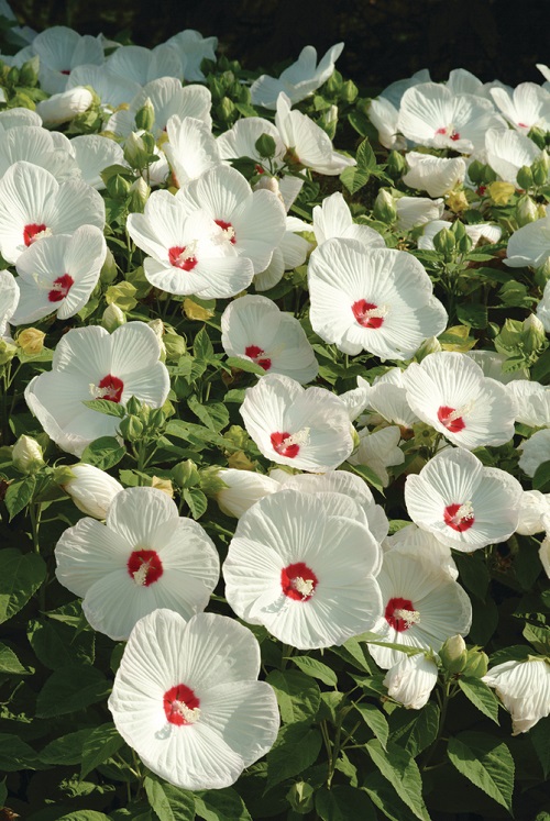 White Flowering Shrubs 4
