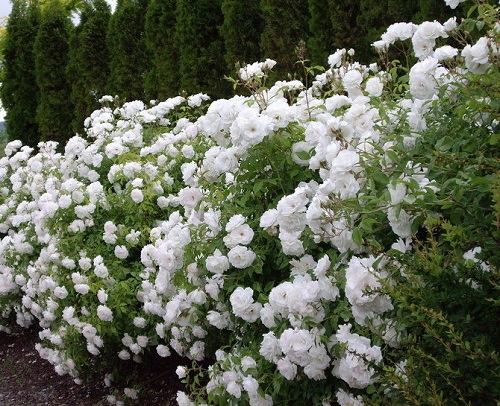 White Flowering Shrubs 2