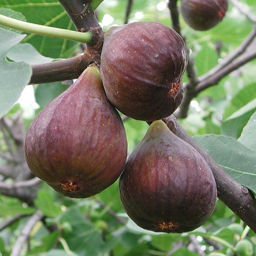 Fig Tree Varieties in India 7