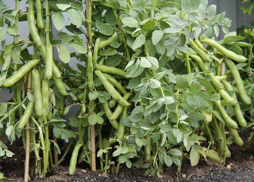 How to Grow Chikkudukaya Plant 