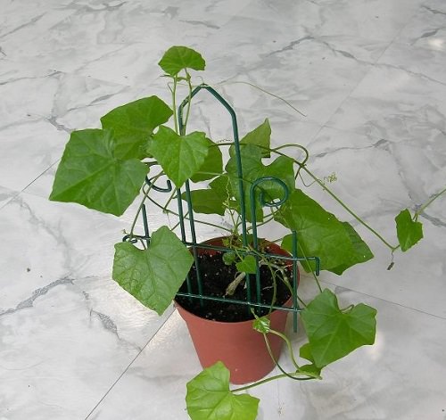 How to Grow Kovakkai Plant 2