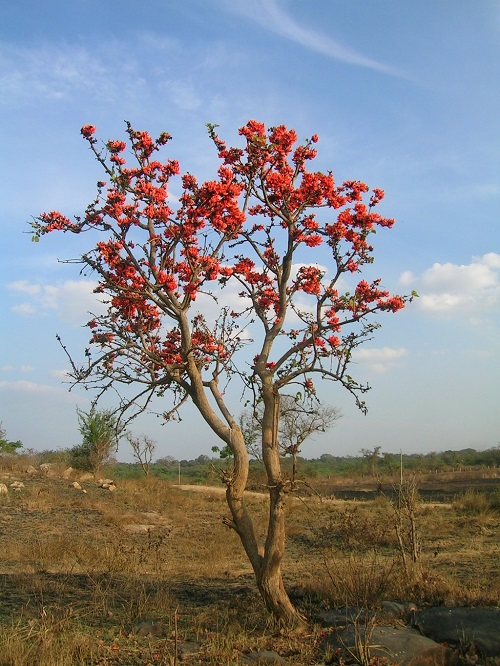 How to Plant Palash Tree 2