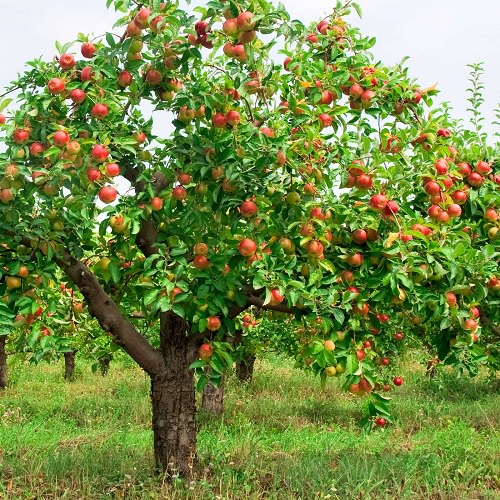  Fast Growing Fruit Trees in India 5