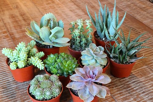 Most Important Succulent Growing Tips in India