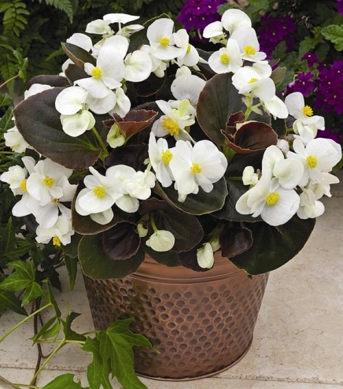White Flower Plants in India 14