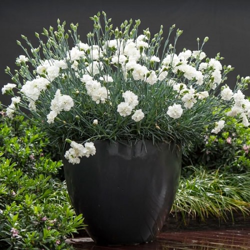 White Flower Plants in India 7